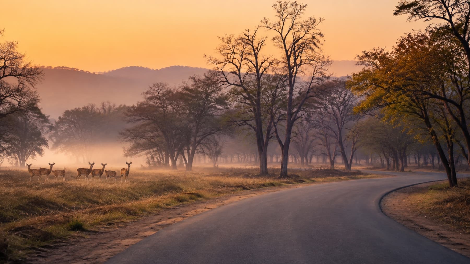 Mysore to Bandipur tour package from Mysore